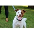 thumbnail image 4 of Pet Attire by Coastal Small 8-12" Black Bones Adjustable Dog Collar, 4 of 4