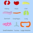 thumbnail image 4 of Juguete de anatomía del cuerpo humano ANGGREK Otros, 4 of 8