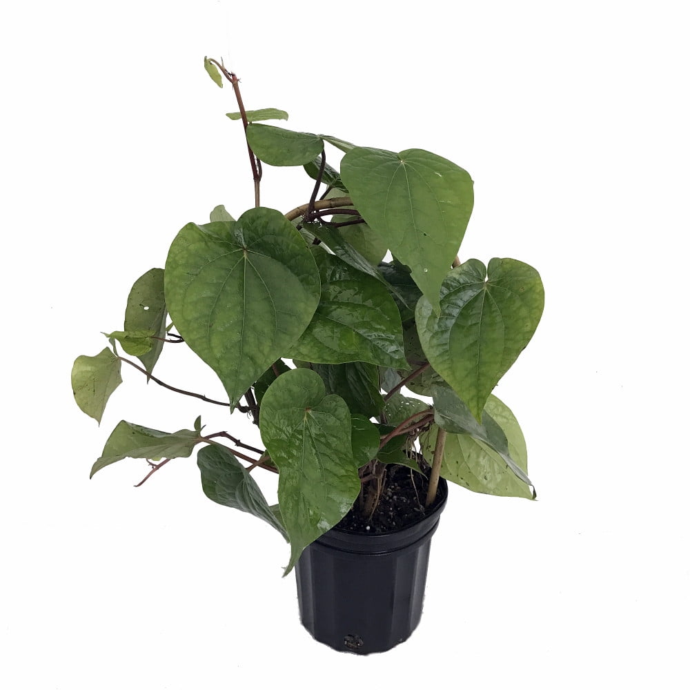 Betal Leaf Plant Piper betel Grow Indoors or Out 6" Pot Walmart