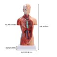 thumbnail image 2 of 11" Desktop Human Torso Anatomy Model including 15-Part Removable Education Organs for Teaching, 2 of 5