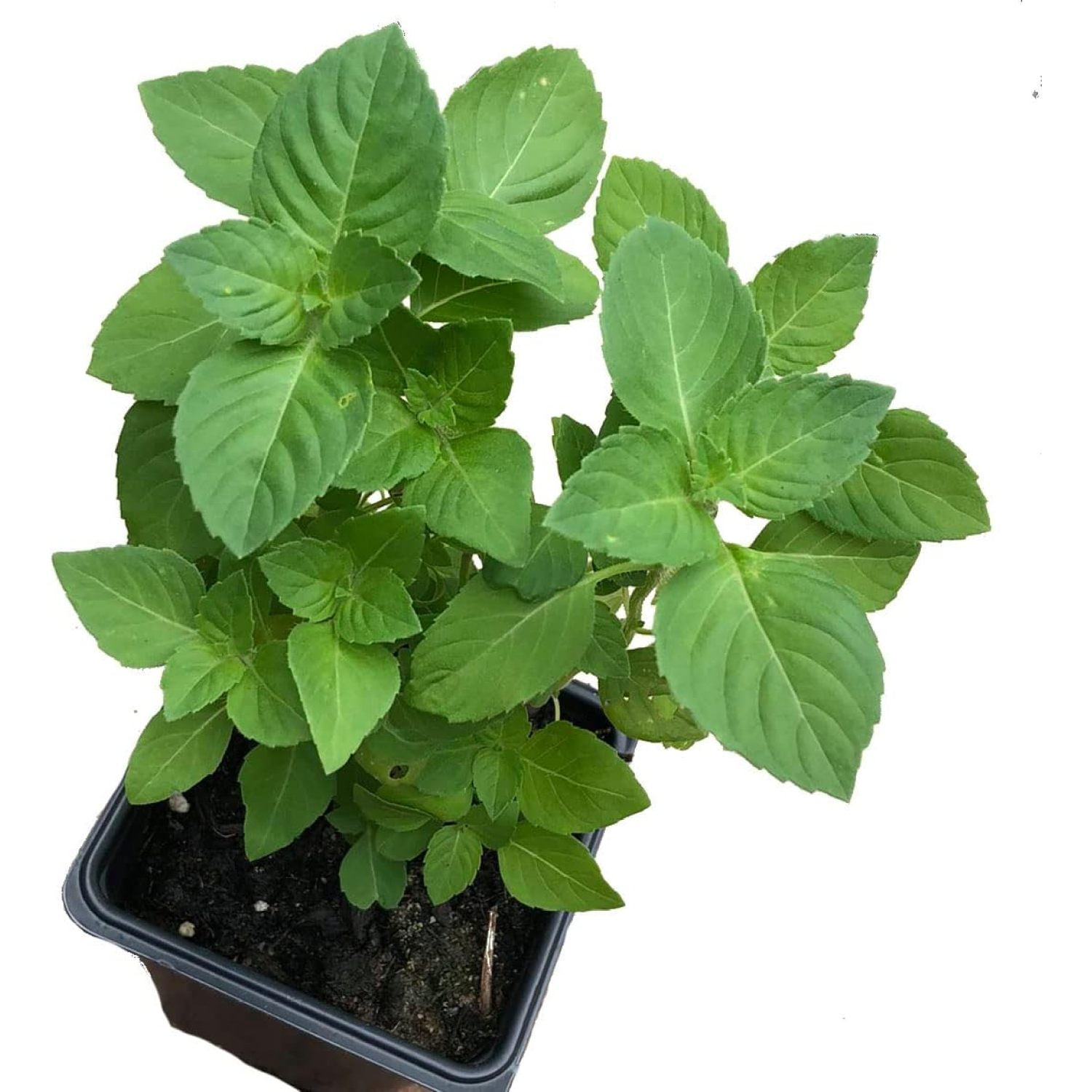 Holy Basil Live Plant, (Ocimum basilicum 'Holy') 2.5 inch Pot Tulsi Temperate Basil Annual