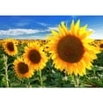 thumbnail image 1 of Pintura de diamante (DB5258) Girasol 5D Kits de bricolaje Resina Ronda completa (ST266) 20X30cm FLhrweasw Nuevo, 1 of 1