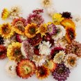 thumbnail image 1 of Dried Flowers Flower Bouquet Dried Flowers Natural Dried Flowers Decorative Bouquet Dried Natural Dried Flowers Embossed DIY Preserved Flowers Floral Decoration, 1 of 4