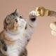 thumbnail image 3 of Mini manos para gatos, manos pequeñas para gatos Mini manos de gato cruzadas, mini manos humanas para gatos Pequeñas manos dobladas para patas de gato (6), 3 of 5