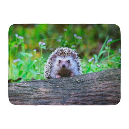 GODPOK Brown Adorable Dwraf Hedgehog on Stump Young Timber Wiith Eye Contact Sunset and Sorft Light Bokeo Green Rug Doormat Bath Mat 23.6x15.7