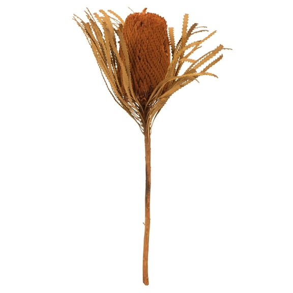 Vickerman 12" Autumn Banksia Flower with dyed foliage. Includes 25 Stems per Pack. Dried