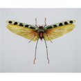thumbnail image 1 of Eco Style Home esh117 Insect Wall Decor  Yellow &amp; Green, 1 of 1