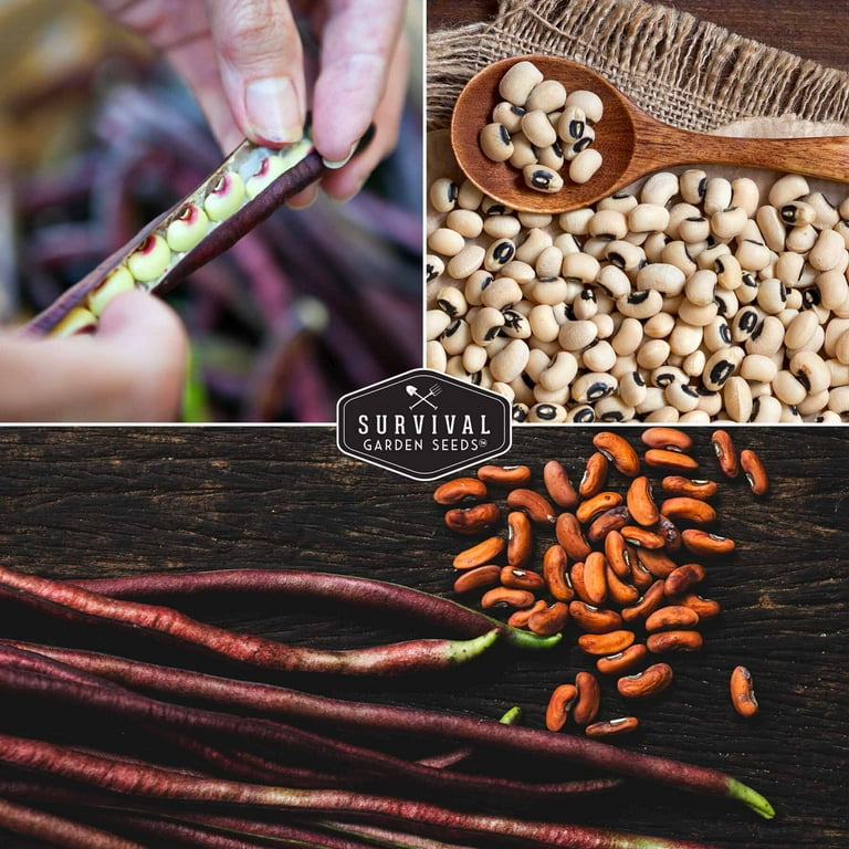 2 pack Cowpea Seed Collection - Black Eyed Pea, Knuckle