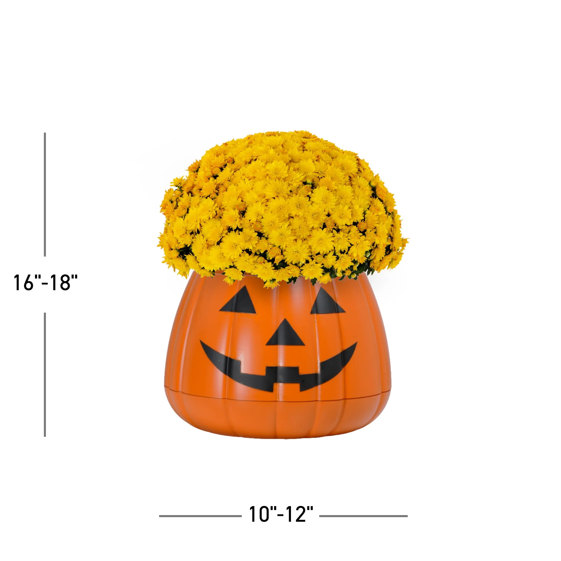 Expert Gardener 3qt Yellow Mum in 7" Jack-O-Lantern Planter (1-pack), Fall Decor