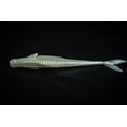 thumbnail image 6 of 6th Sense – Flush 5.2" – Soft Jerkbait – Bass Fishing – Weedless Fins – Wide-Gap 5/0 Hook Fit - Made in The USA, 6 of 6