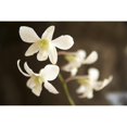 thumbnail image 2 of Hawaii, Kauai, White Orchid. Poster Print (17 x 11), 2 of 4