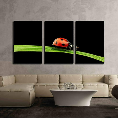 3 Piece Bug wall26 - 3 Piece Canvas Wall Art - Ladybug on Grass Isolated Black Background - Modern Home Decor Stretched and Framed Ready to Hang - 16