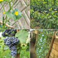 thumbnail image 4 of Malla de jardín, soporte de plantas de escalada de red de 2x5m, adecuado para pepinos, tomates, redes de escalada de plantas de cosecha. Utilizado en Greenhous Feliz Sencillez, 4 of 4