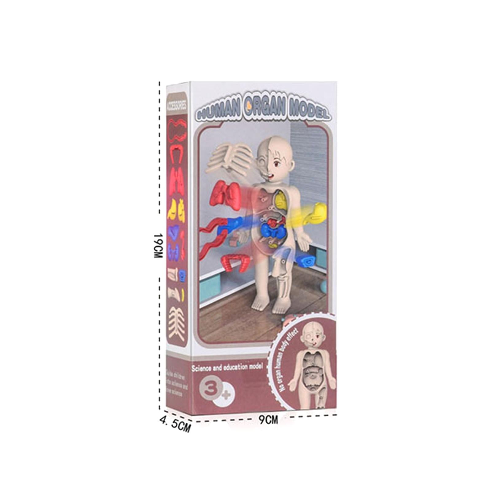 Almencla Human Body Puzzle for Kids Body Parts Organs for Teaching