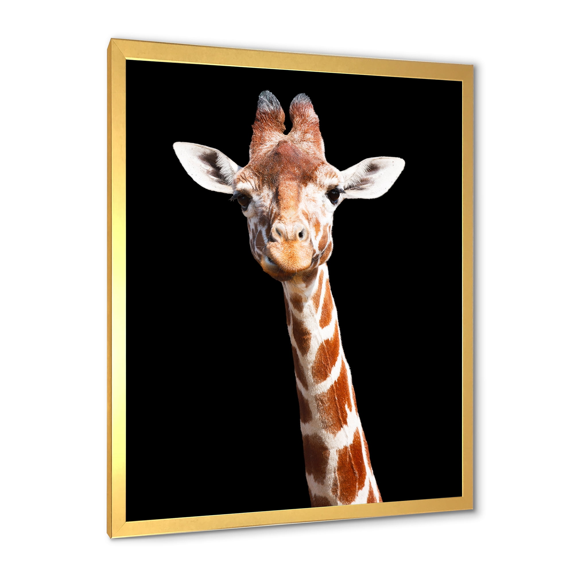 Designart 'Close Up Portrait Of A Giraffe On Black V' Farmhouse Framed Art Print