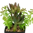 thumbnail image 6 of Northlight Potted Artificial Succulent Arrangement - 6", 6 of 7