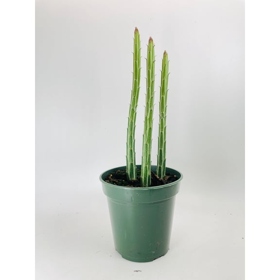 Senecio Stapeliiformis Candy Cane Succulent