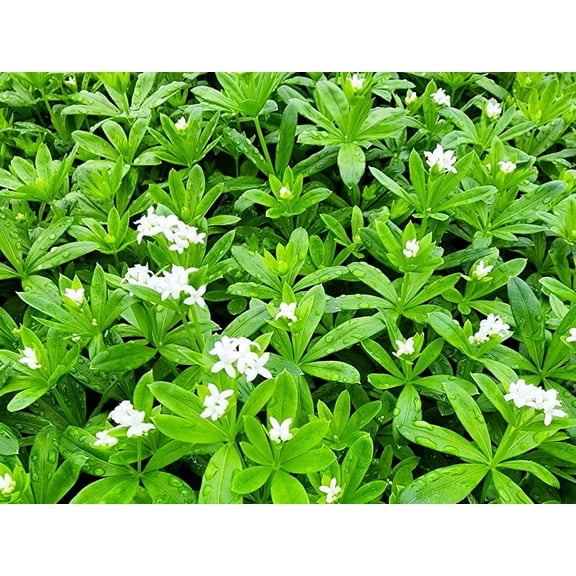 Greenwood Nursery Pachysandra Japanese Spurge Live Plant, Evergreen Ground Cover, Glossy Green Foliage, Shade Loving Perennial, [Qty: 1x Pint Pot]
