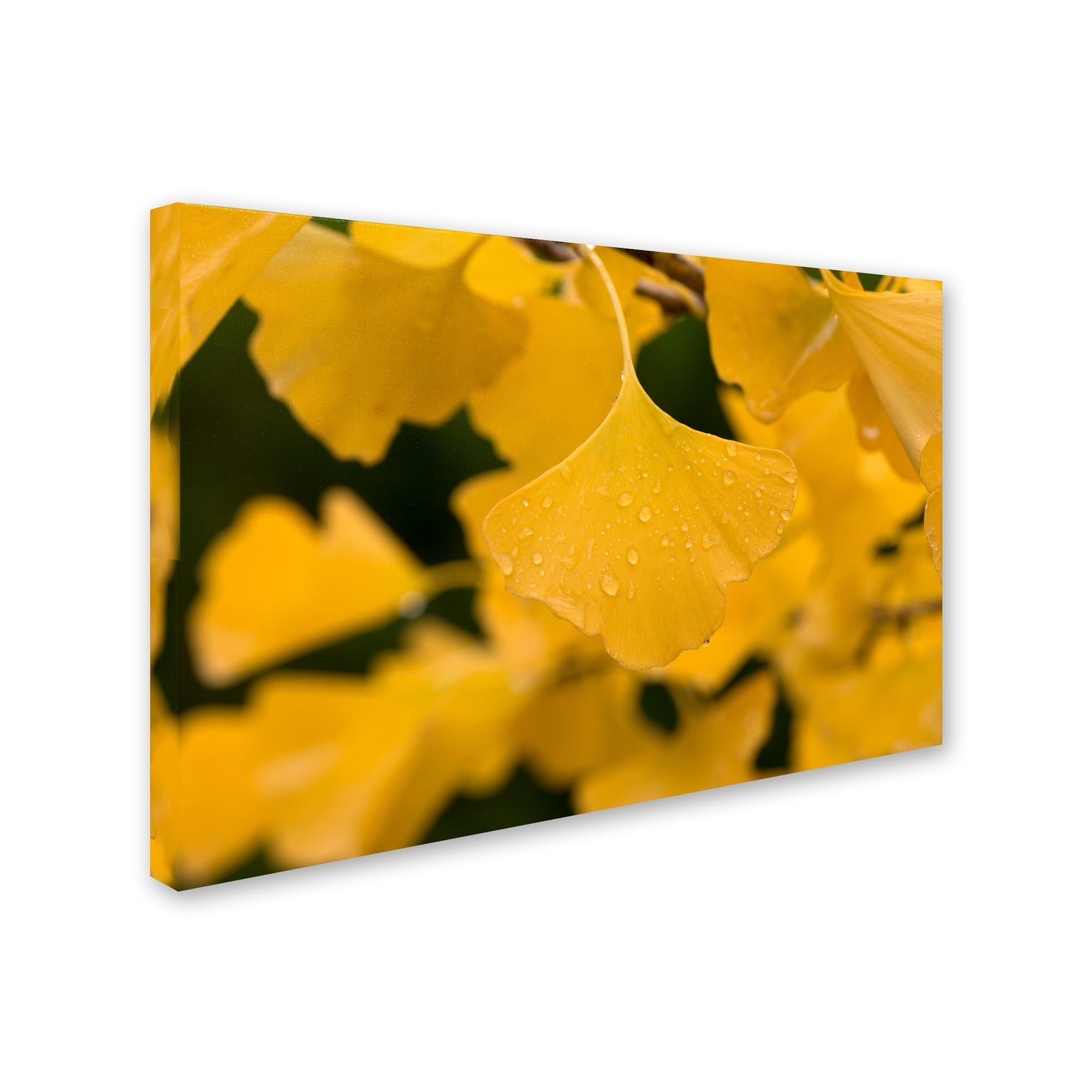 Trademark Fine Art "Ginkgo in the Rain" Canvas Art by Philippe Sainte-Laudy