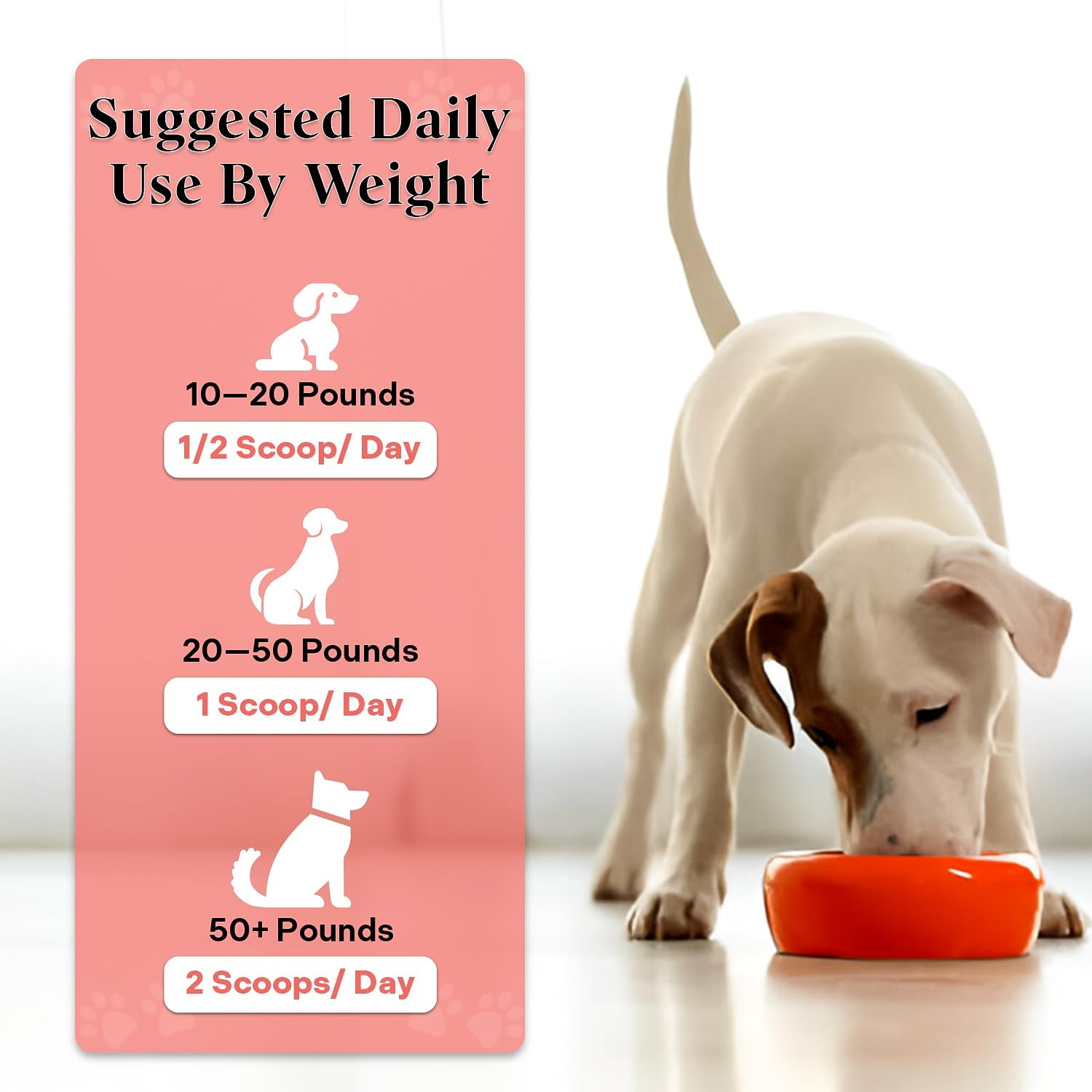 "Healthy Dogma K9 Probiotix – Natural Probiotic Powder for Dogs – Gut Health & Digestive Support with Slippery Elm, Licorice & Ginger – Easy-to-Mix Supplement – All-Natural, Made in USA (6 oz) "