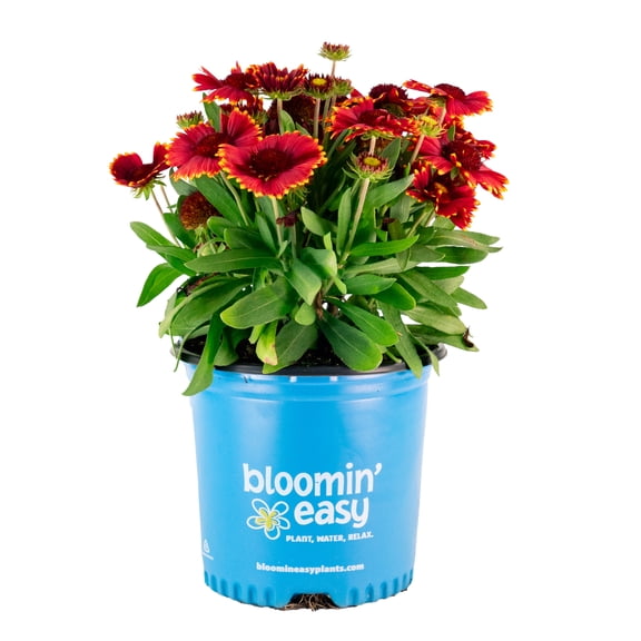 1 Gallon Low Rider™ Blanket Flower