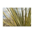 thumbnail image 2 of Gango Home Decor Century Plant I by Dana Styber (Printed on Paper); One 36x24in Fine Art Paper Giclee Print, 2 of 4