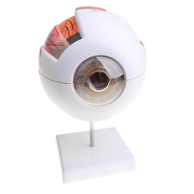 Modelo de Globo de Ojos Sunnimix Material de Laboratorio Herramienta de Estudio