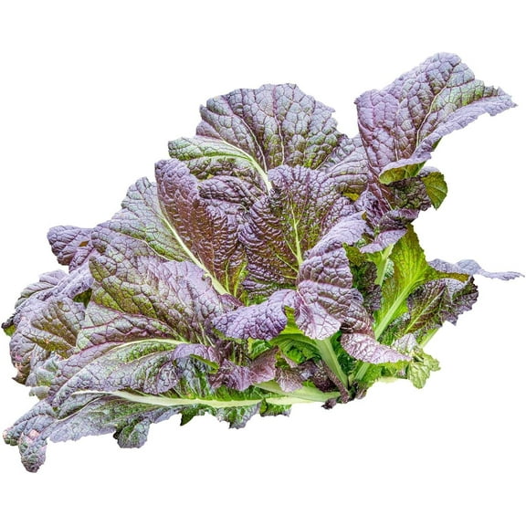 Red Giant Mustard Seeds: 1 g Packet ~400 Seeds - Non-GMO Seeds for Herb Gardening, Growing Micro Greens, Vegetable Garden