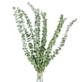 thumbnail image 2 of Toystoory 10PCS/Bundle Green Leaf Bouquet Dried Flower Real Home Branches Preserved Fresh Eucalyptus Shelf Decoration Long Life Decoración del hogar 40-50cm Toystoory HA039741-02, 2 of 6