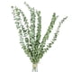 thumbnail image 2 of Toystoory 10PCS/Bundle Green Leaf Bouquet Dried Flower Real Home Branches Preserved Fresh Eucalyptus Shelf Decoration Long Life Decoración del hogar 40-50cm Toystoory HA039741-02, 2 of 6