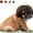 Brown, variant on Funny Adjustable Dog Cat Cosplay Wig Pet Headwear for Halloween Christmas Party Festivals for Small Medium Large Pets