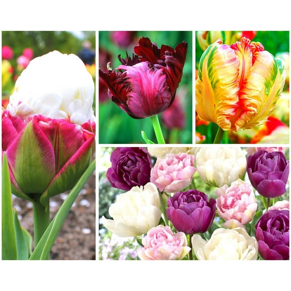 Tulip Bulbs - 25 Large Mix Tulip Bulbs for Fall Planting Outdoor/Indoor - Perennial Flowers