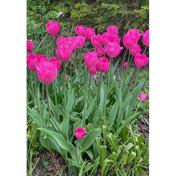 Yosemite Single Late Tulip - 12/  cm Bulbs -  5 Bulbs