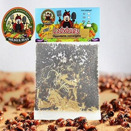 1500 live ladybugs guaranteed