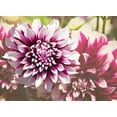 thumbnail image 2 of Johnson, George 32x24 Gold Ornate Wood Framed with Double Matting Museum Art Print Titled - Garden Dahlias III, 2 of 4