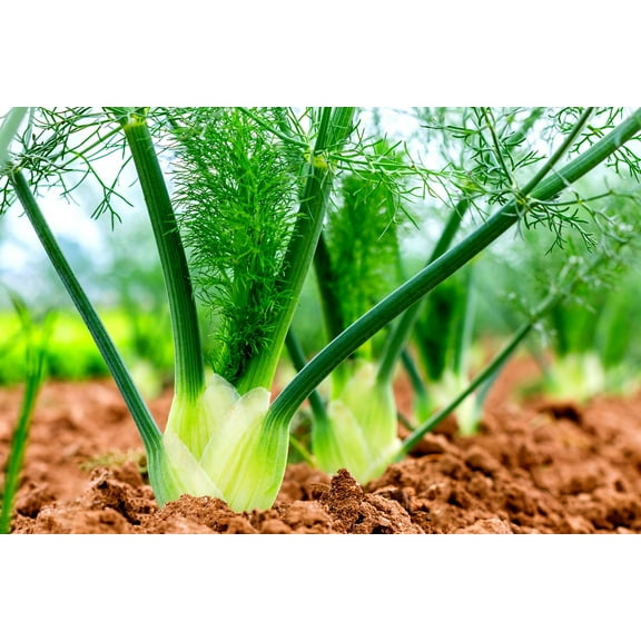 100 Fennel Vegetable Seeds for Planting - Grow Preludio Fennel Bulbs for Cuisine