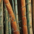 thumbnail image 3 of Quintero, Tita 20x20 Black Modern Framed Museum Art Print Titled - Caribbean Bamboo II, 3 of 5