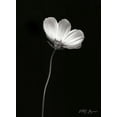 thumbnail image 2 of Vitaly Geyman 11x14 White Modern Wood Framed Wall Art Titled - Ballet Flower II BandW, 2 of 5