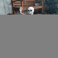 thumbnail image 2 of POSEABLE FULL LIFE HUMAN SKELETON HALLOWEEN HAUNTED HOUSE PARTY PROP-40CM A, 2 of 9