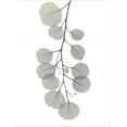 thumbnail image 3 of Art.com Descending Eucalyptus 1 Stretched Canvas Print Wall Art by Albert Koetsier, 18" x 24", 3 of 3