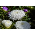 thumbnail image 2 of Seedville 30 Duchess White Paeony Aster Double Flower Seeds (Callistephus), 2 of 3