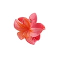 thumbnail image 5 of 7 delar Blomma Hårklämmor Orkidé Alligator Clips Bohemian Flower Hårklämmor Faux Flower hårspännen, 5 of 5