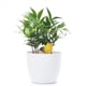 thumbnail image 4 of 6X Medidor de Humedad del Suelo Alarma de Riego Planta de Probador de Agua Sensor de HigróMetro Kit de Herramientas de Jardinería (Amarillo), 4 of 5