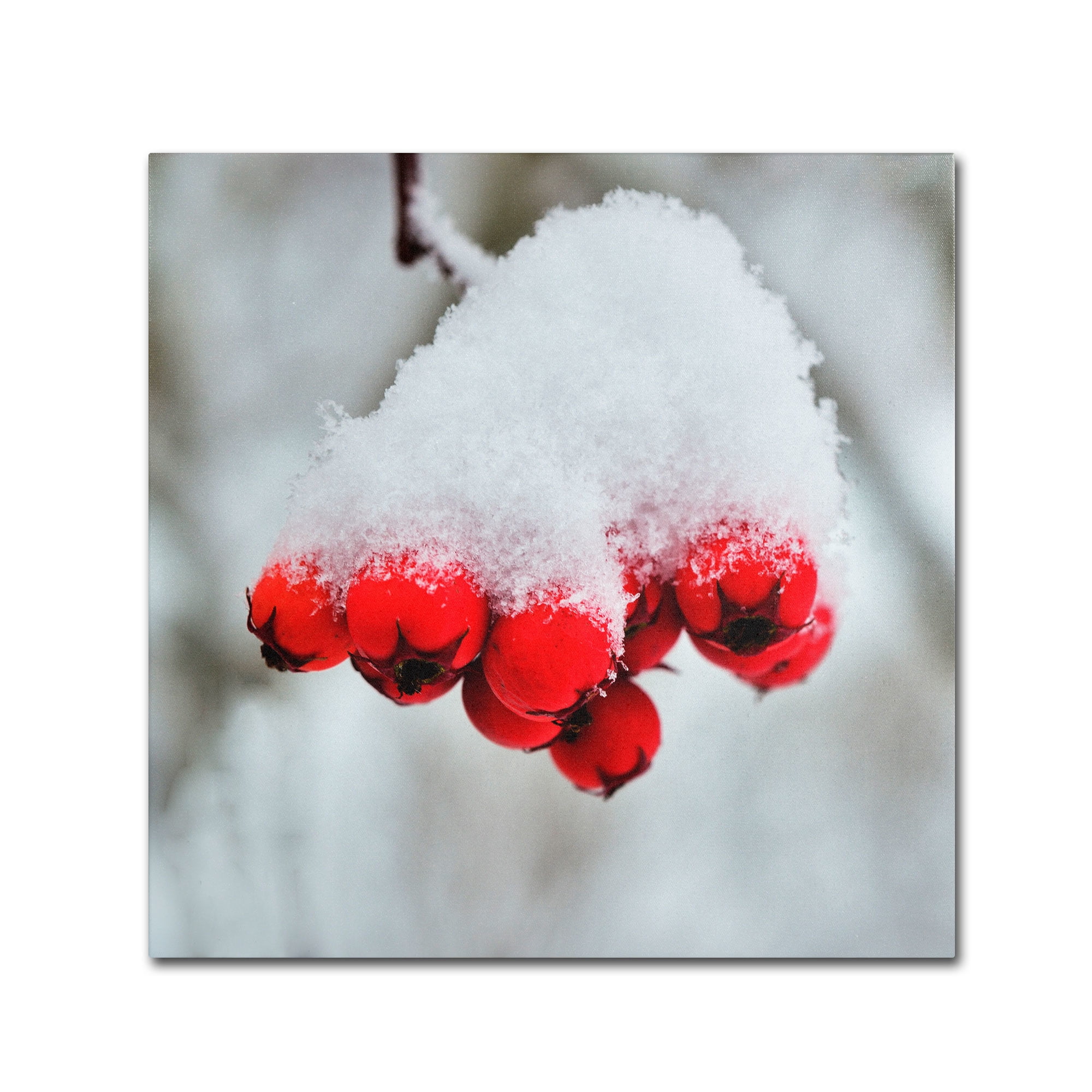 Trademark Fine Art "Winter Berry Close-Up" Canvas Art by Kurt Shaffer