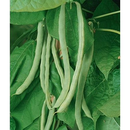Pole Bean Varieties - Garden Bean Kentucky Wonder Pole Seed Heirloom - 1 Packet