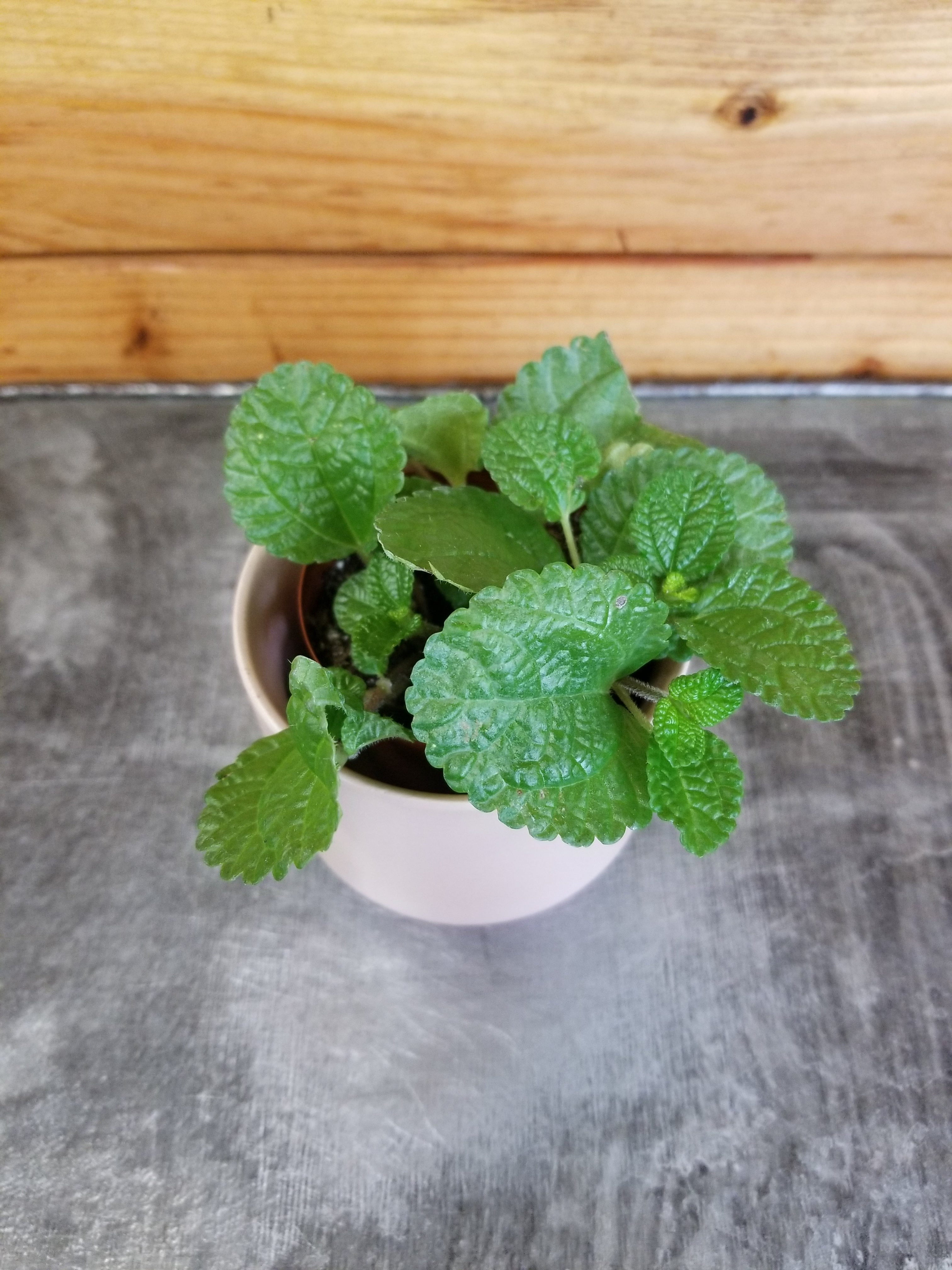 Pilea Creeping Charlie, 2" Plant