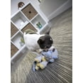 thumbnail image 3 of goDog® Dinos™ Frills with Chew Guard Technology™ Durable Plush Squeaker Dog Toy, Small, Gray, 3 of 12