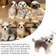 thumbnail image 3 of Juguete de peluche para mascotas Vogacara Algodón PP Relleno Suave Animal Lavable Niño Cumpleaños Fiesta Regalos Almohada Animales de peluche Tipo 3 de pie, 3 of 6