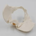 thumbnail image 3 of 1:1 Female Pelvis Model,Life Size Female Pelvic Skeleton Model, Anatomy Model for Science Education, 3 of 5