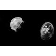 thumbnail image 2 of Erin Berzel 32x23 Gallery Wrapped Canvas Wall Art Titled - Jellyfish Glow I, 2 of 4